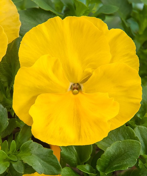 546.06 Pansy F1 XL-Xtrada Pure Yellow_v160